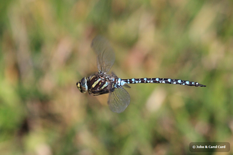 IMG_2094 Aeshna juncea male in flight.JPG